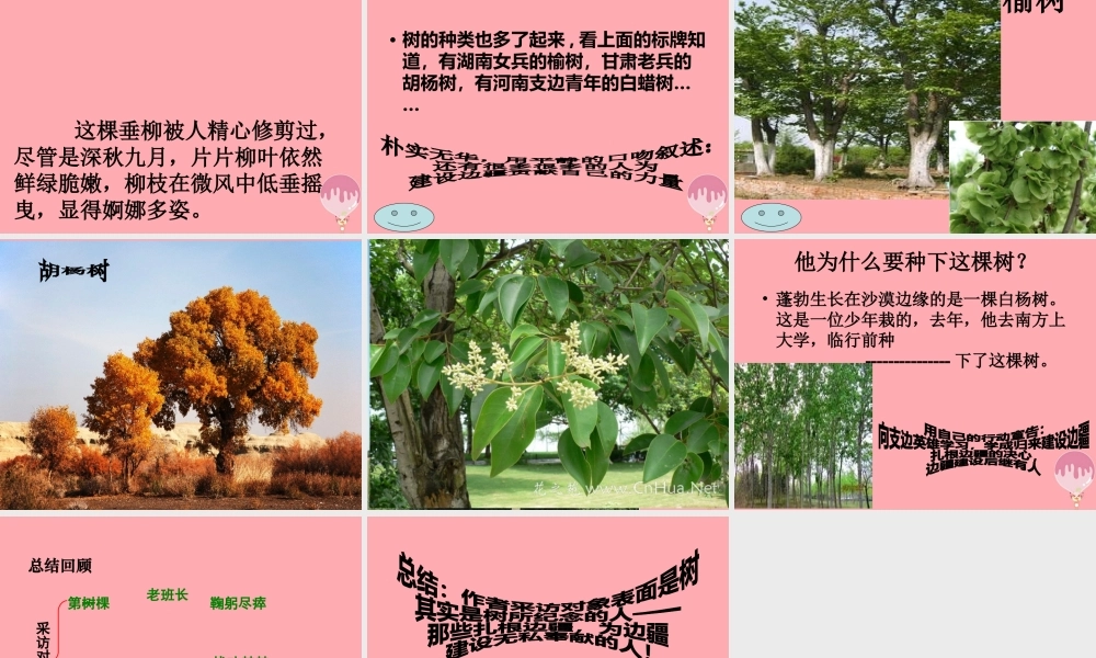 六年级语文上册 第五单元 采访对象是棵树课件5 湘教版-湘教版小学六年级上册语文课件