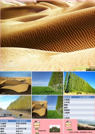 六年级语文上册 第五单元 采访对象是棵树课件5 湘教版-湘教版小学六年级上册语文课件