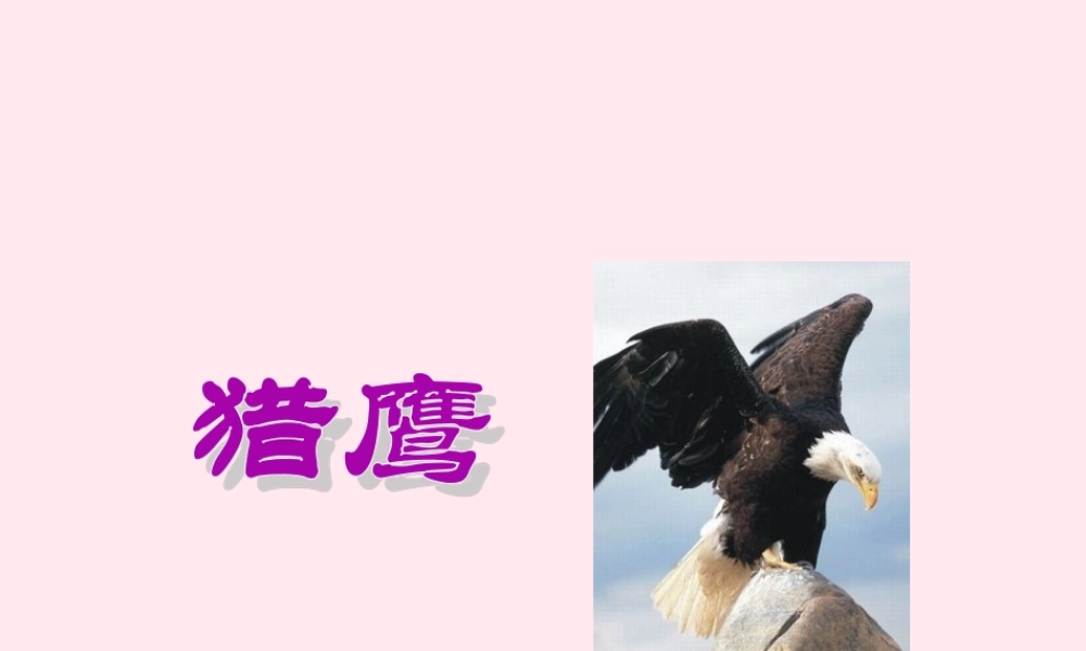 六年级语文上册 第五单元 鹰》课件 北京版-北京级上册语文课件