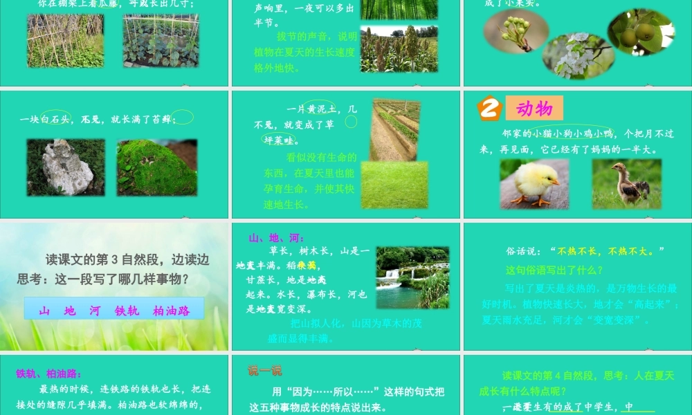 六年级语文上册 第五单元 15 夏天里的成长课件