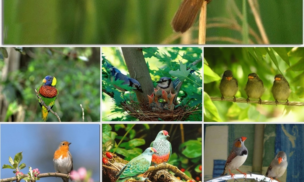 六年级语文上册 第五单元 17《珍珠鸟》精品课件 北京版-北京版小学六年级上册语文课件