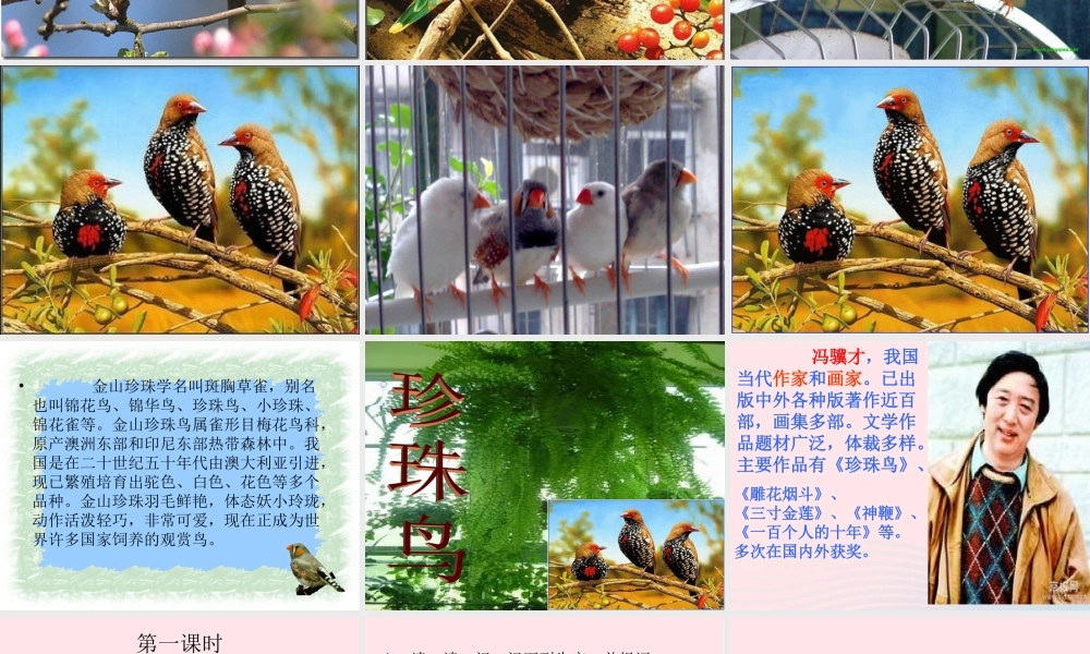 六年级语文上册 第五单元 17《珍珠鸟》精品课件 北京版-北京版小学六年级上册语文课件