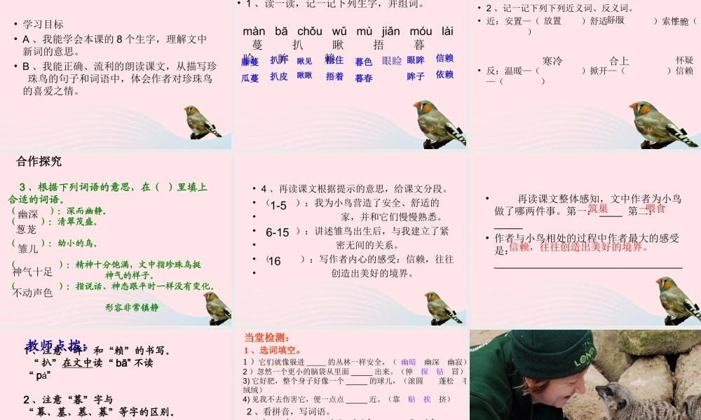 六年级语文上册 第五单元 17《珍珠鸟》精品课件 北京版-北京版小学六年级上册语文课件