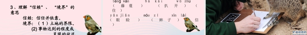六年级语文上册 第五单元 17《珍珠鸟》精品课件 北京版-北京版小学六年级上册语文课件