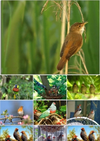 六年级语文上册 第五单元 17《珍珠鸟》精品课件 北京版-北京版小学六年级上册语文课件