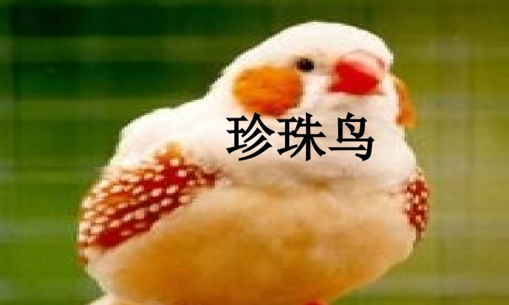 六年级语文上册 第五单元 17《珍珠鸟》名师课件 北京版-北京版小学六年级上册语文课件