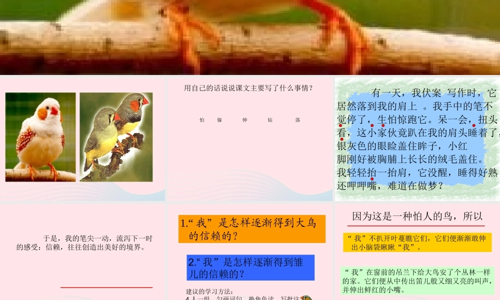 六年级语文上册 第五单元 17《珍珠鸟》名师课件 北京版-北京版小学六年级上册语文课件