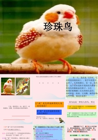 六年级语文上册 第五单元 17《珍珠鸟》名师课件 北京版-北京版小学六年级上册语文课件