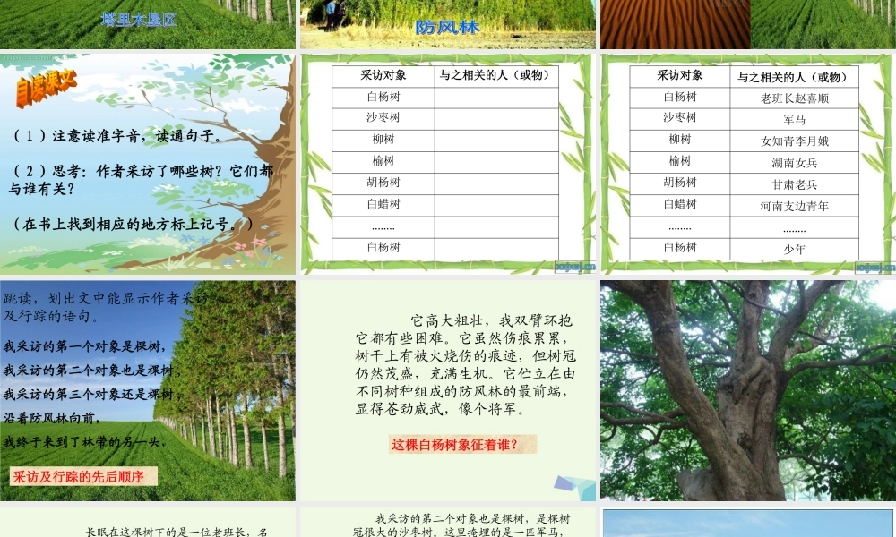六年级语文上册 采访对象是棵树课件1 湘教版-湘教版小学六年级上册语文课件