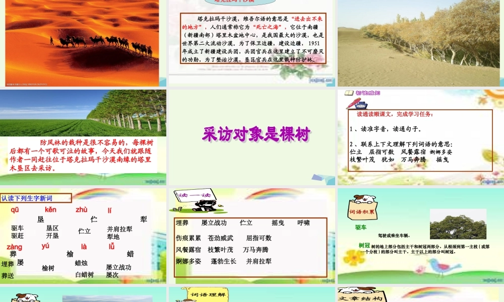 六年级语文上册 采访对象是棵树课件3 湘教版-湘教版小学六年级上册语文课件