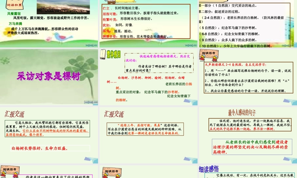 六年级语文上册 采访对象是棵树课件3 湘教版-湘教版小学六年级上册语文课件