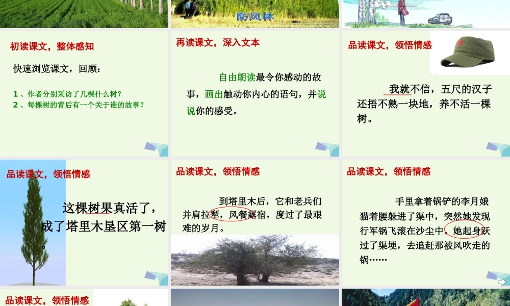 六年级语文上册 采访对象是棵树课件4 湘教版-湘教版小学六年级上册语文课件