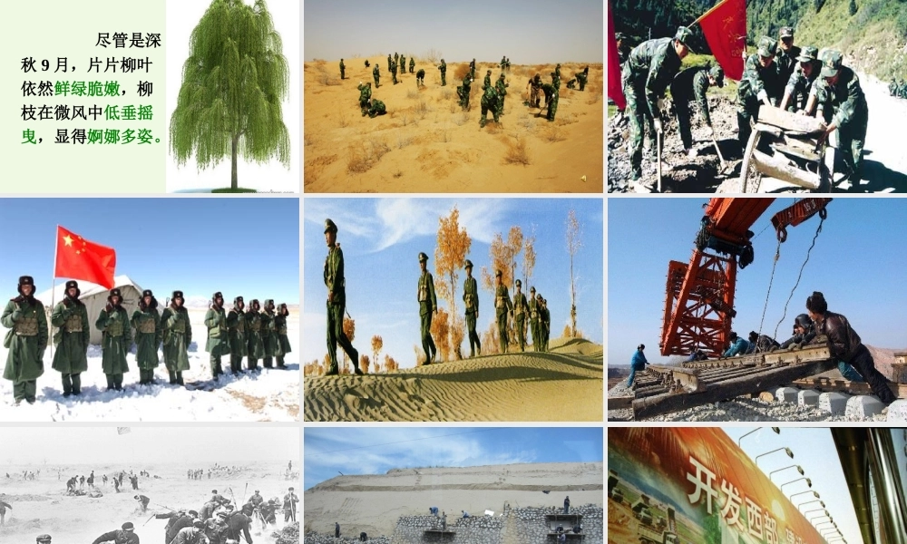 六年级语文上册 采访对象是棵树课件4 湘教版-湘教版小学六年级上册语文课件