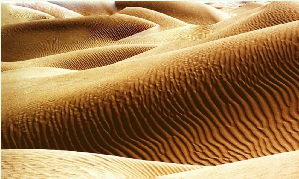 六年级语文上册 采访对象是棵树课件5 湘教版-湘教版小学六年级上册语文课件