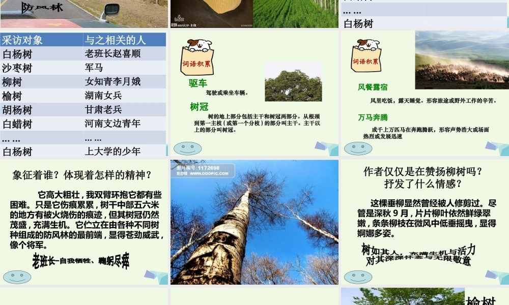 六年级语文上册 采访对象是棵树课件5 湘教版-湘教版小学六年级上册语文课件