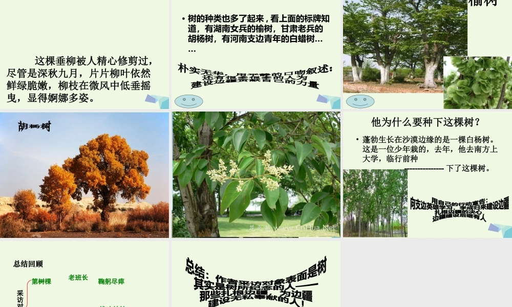 六年级语文上册 采访对象是棵树课件5 湘教版-湘教版小学六年级上册语文课件