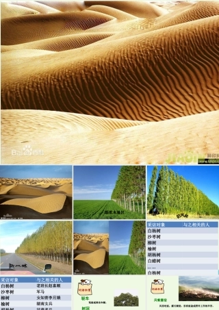 六年级语文上册 采访对象是棵树课件5 湘教版-湘教版小学六年级上册语文课件