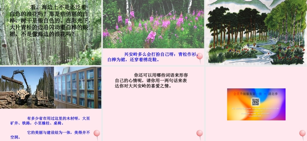 六年级语文上册 第四单元 13《林海》课件推荐 北京版-北京版小学六年级上册语文课件