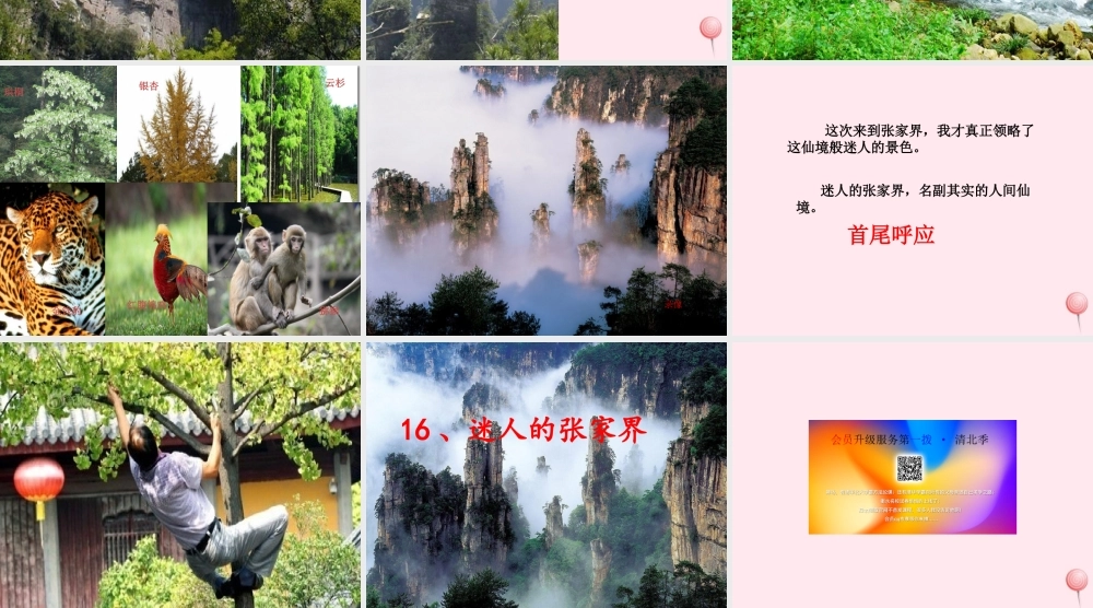 六年级语文上册 第四单元 16《迷人的张家界》名师课件 北京版-北京版小学六年级上册语文课件