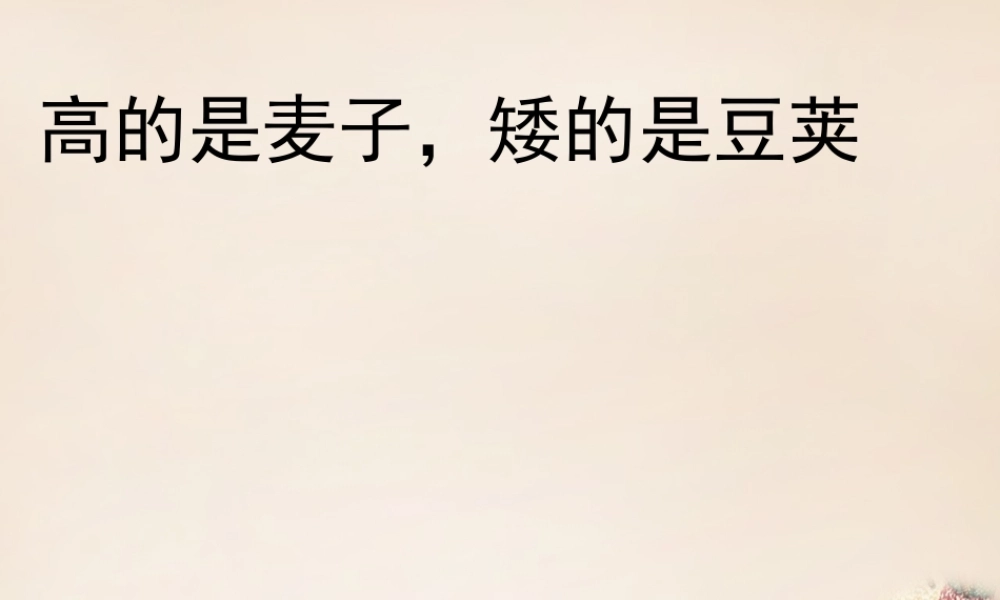 六年级语文上册《高的是麦子，矮的是豆荚》课件1 长春版-长春版小学六年级上册语文课件