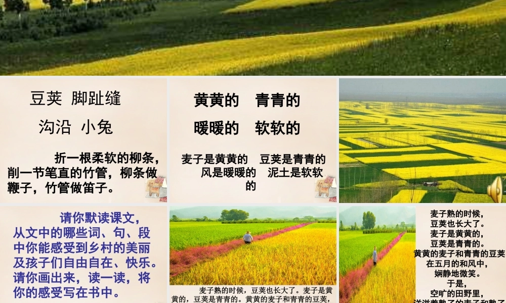 六年级语文上册《高的是麦子，矮的是豆荚》课件2 长春版-长春版小学六年级上册语文课件