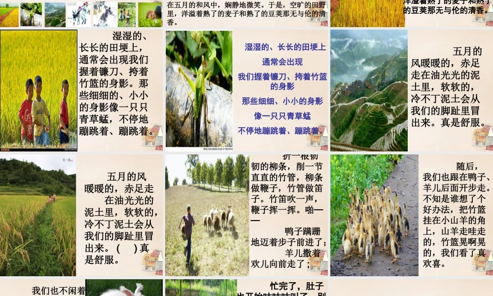 六年级语文上册《高的是麦子，矮的是豆荚》课件2 长春版-长春版小学六年级上册语文课件