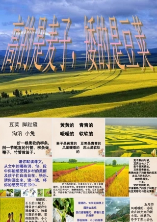 六年级语文上册《高的是麦子，矮的是豆荚》课件2 长春版-长春版小学六年级上册语文课件
