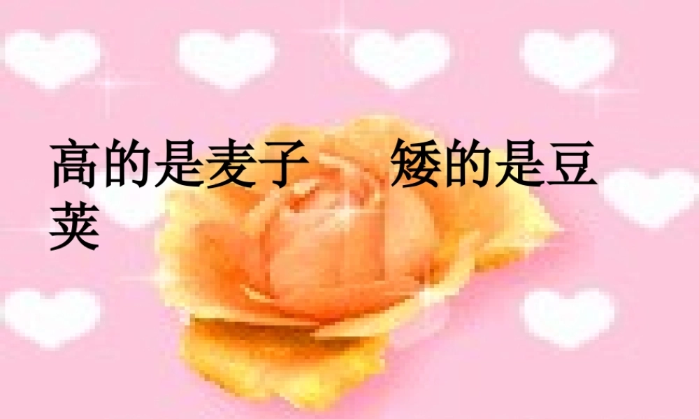 六年级语文上册《高的是麦子，矮的是豆荚》课件3 长春版-长春版小学六年级上册语文课件