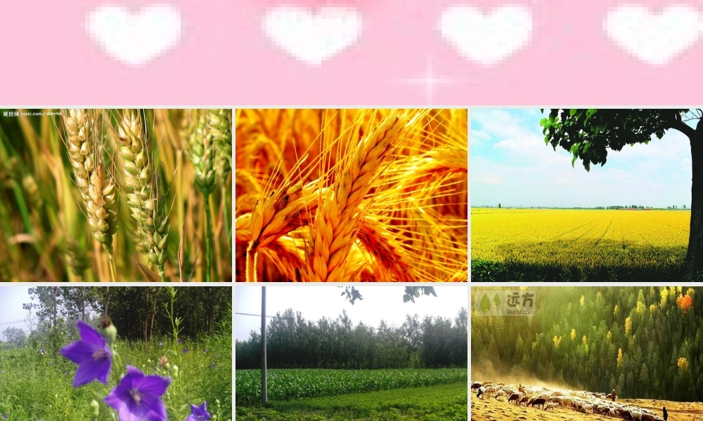 六年级语文上册《高的是麦子，矮的是豆荚》课件3 长春版-长春版小学六年级上册语文课件