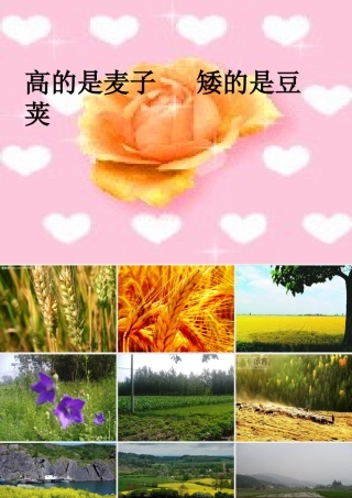 六年级语文上册《高的是麦子，矮的是豆荚》课件3 长春版-长春版小学六年级上册语文课件