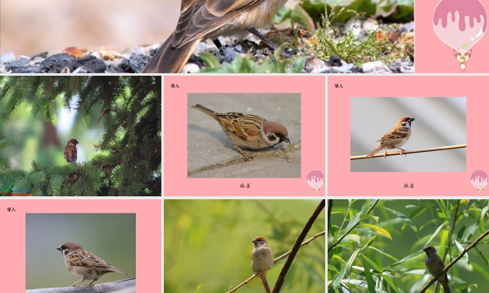 六年级语文上册 第四单元 隔窗看雀课件1 湘教版-湘教版小学六年级上册语文课件