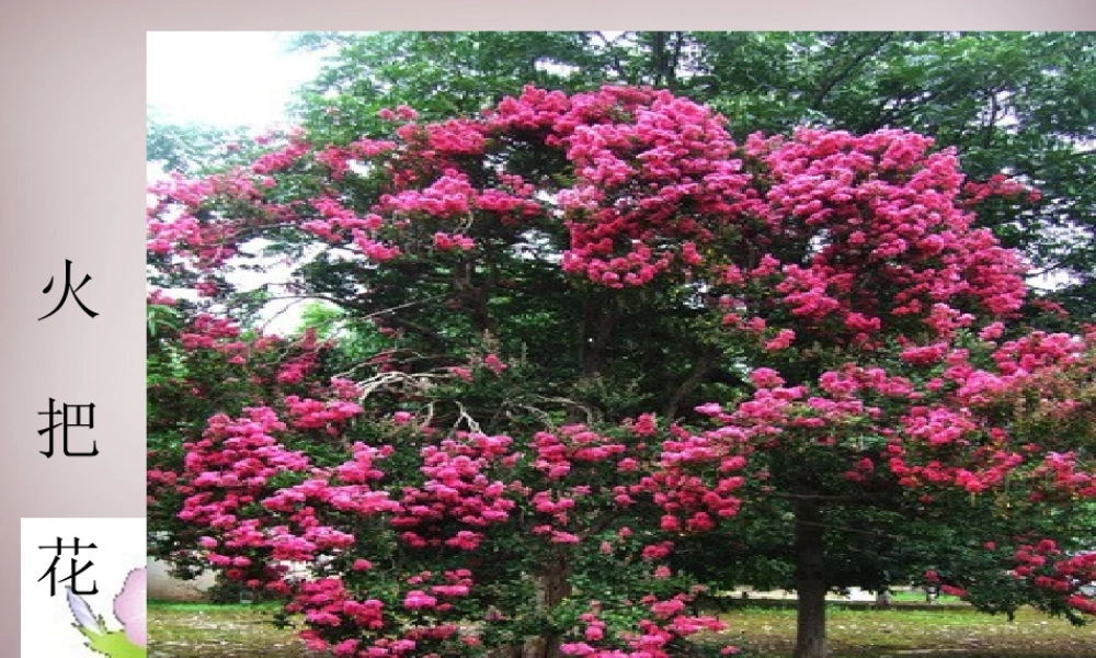 六年级语文上册《火的节日》课件6 语文A版-语文A版小学六年级上册语文课件