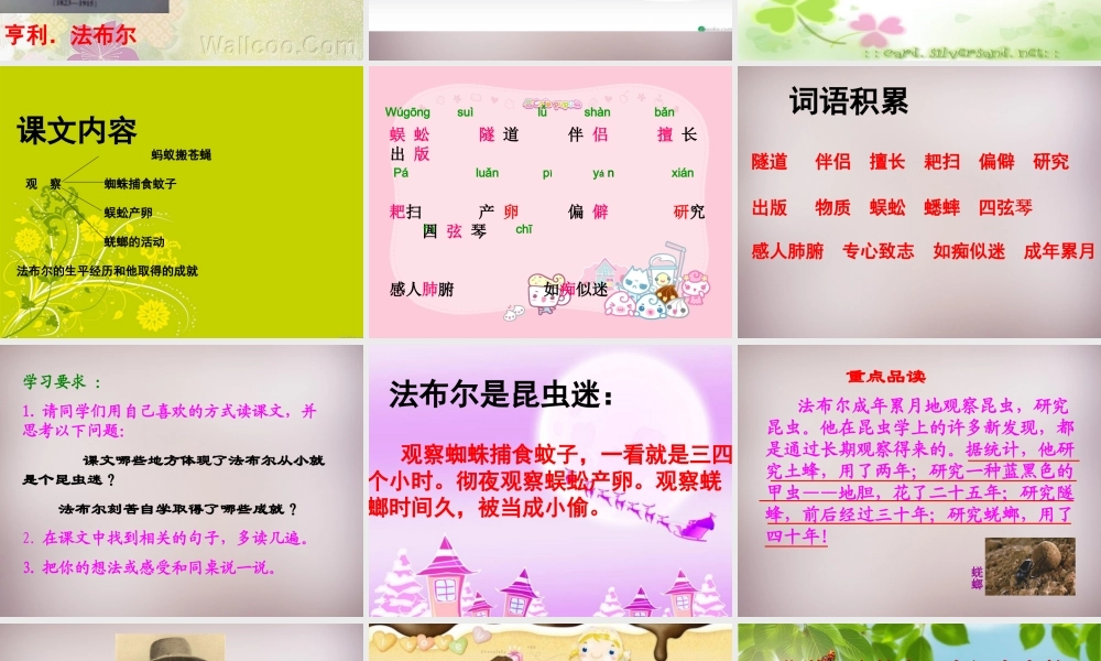 六年级语文上册《昆虫迷》课件1 语文A版-语文A版小学六年级上册语文课件