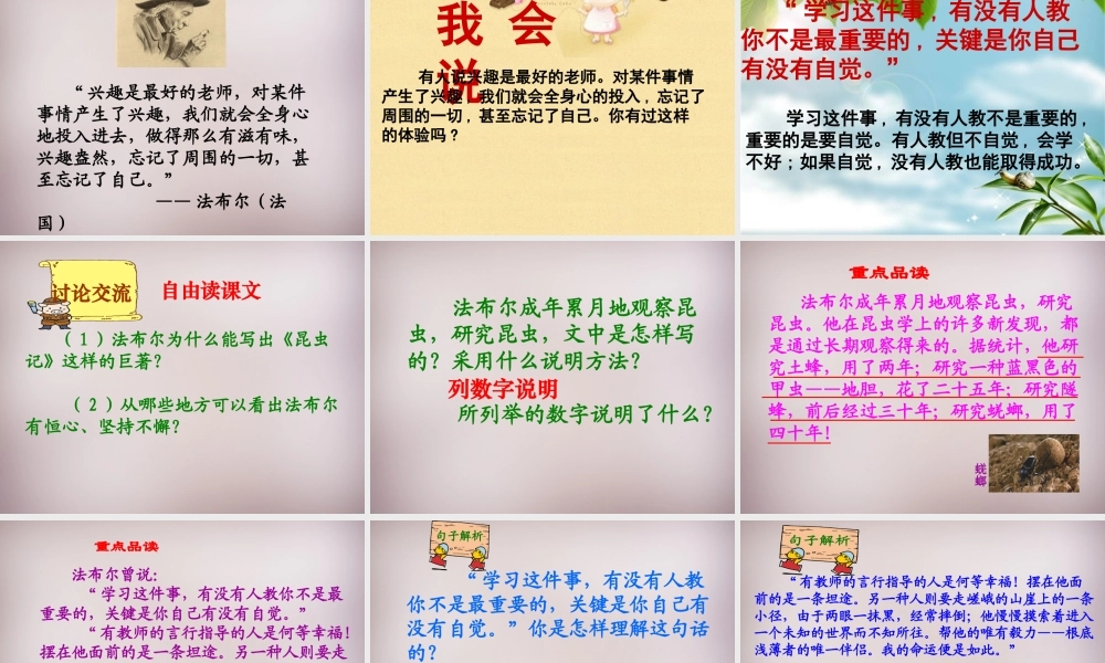 六年级语文上册《昆虫迷》课件1 语文A版-语文A版小学六年级上册语文课件