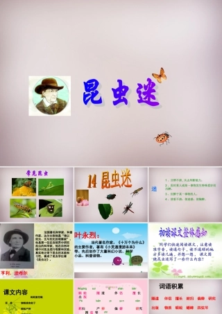 六年级语文上册《昆虫迷》课件1 语文A版-语文A版小学六年级上册语文课件