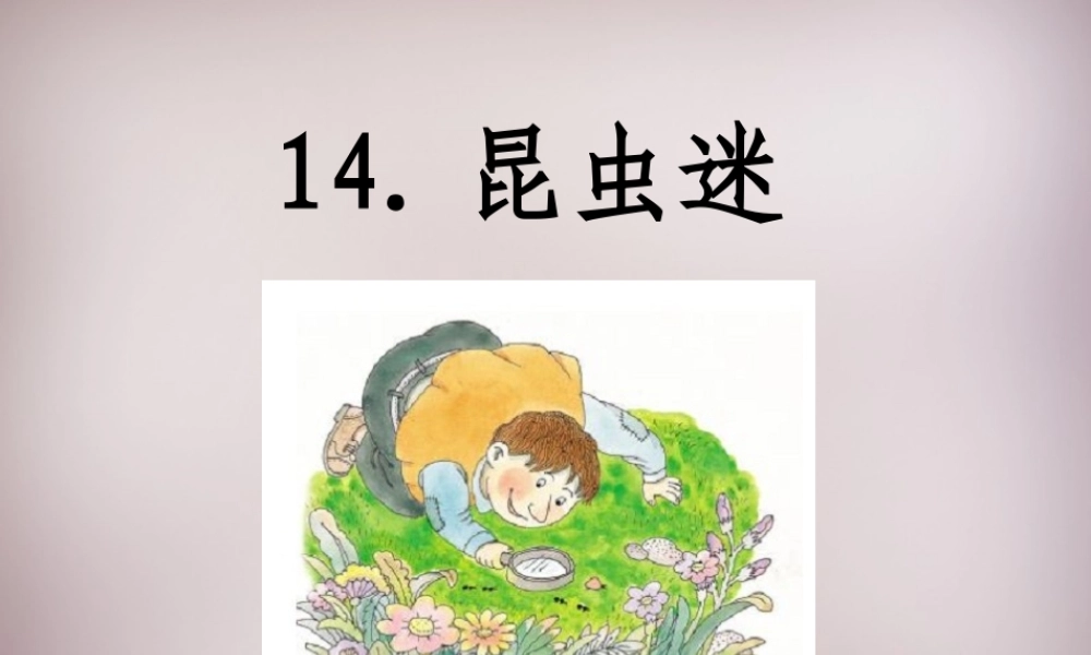 六年级语文上册《昆虫迷》课件3 语文A版-语文A版小学六年级上册语文课件