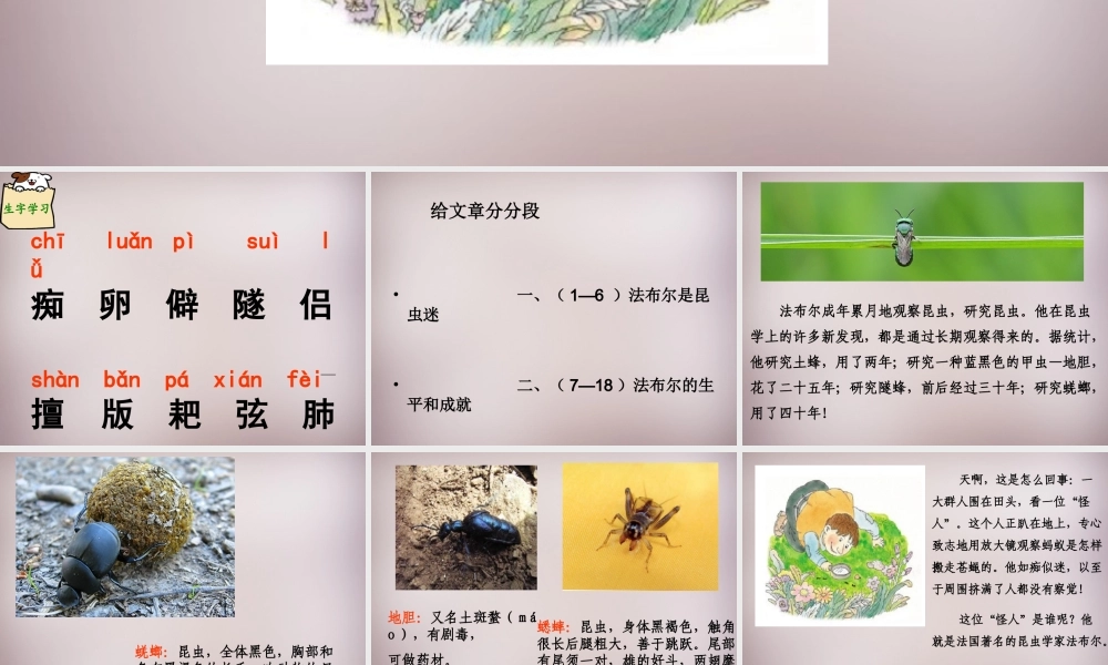 六年级语文上册《昆虫迷》课件3 语文A版-语文A版小学六年级上册语文课件