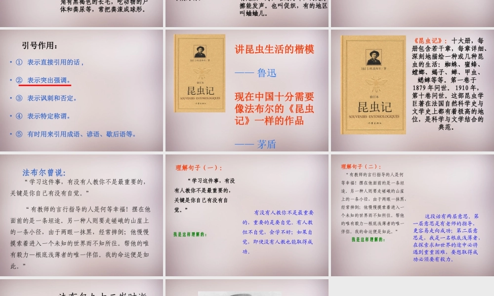 六年级语文上册《昆虫迷》课件3 语文A版-语文A版小学六年级上册语文课件