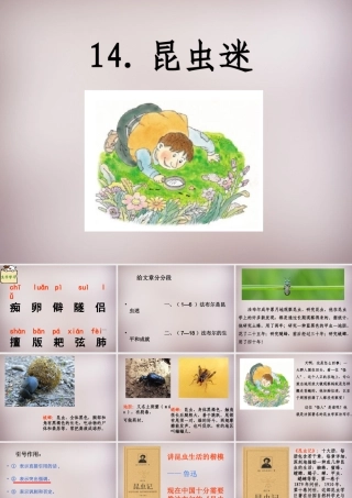 六年级语文上册《昆虫迷》课件3 语文A版-语文A版小学六年级上册语文课件