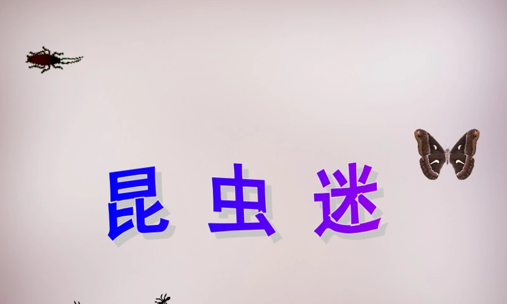 六年级语文上册《昆虫迷》课件4 语文A版-语文A版小学六年级上册语文课件