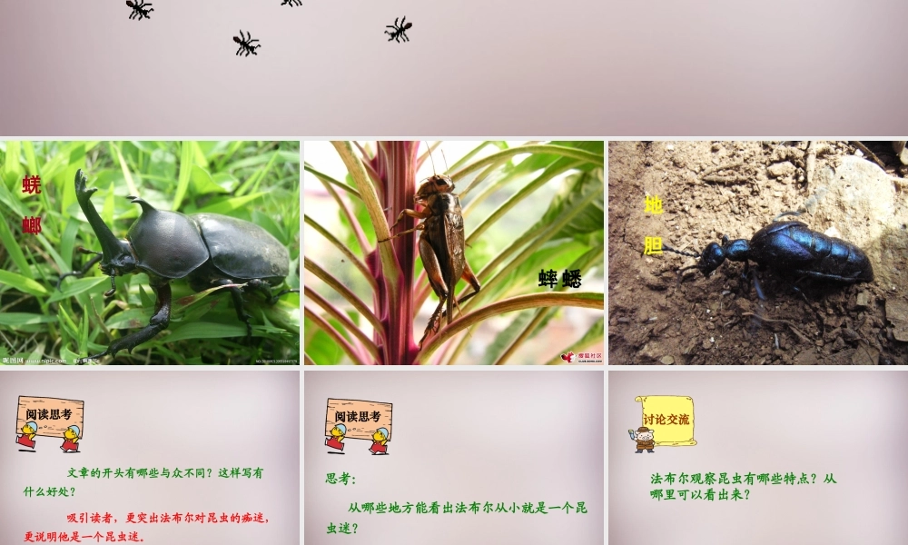 六年级语文上册《昆虫迷》课件4 语文A版-语文A版小学六年级上册语文课件