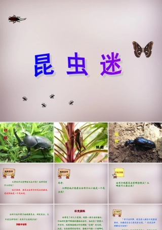 六年级语文上册《昆虫迷》课件4 语文A版-语文A版小学六年级上册语文课件