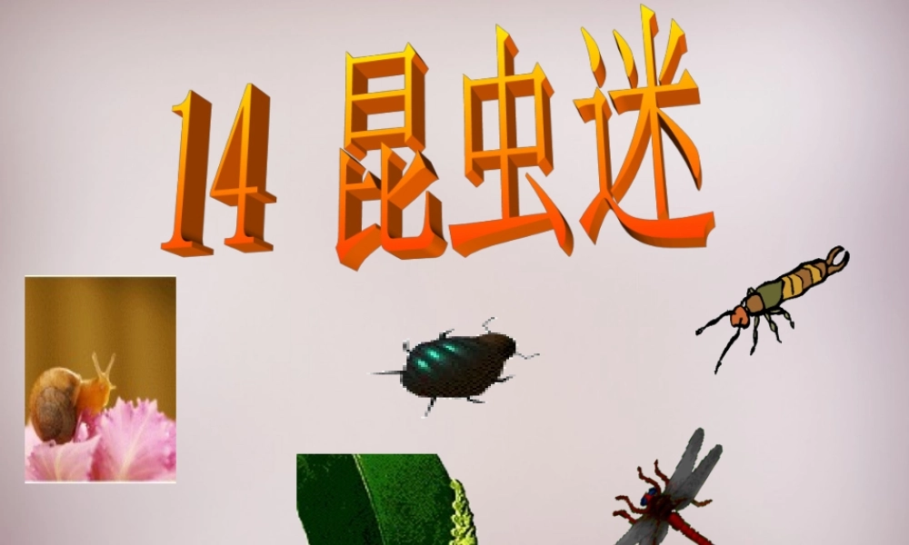 六年级语文上册《昆虫迷》课件5 语文A版-语文A版小学六年级上册语文课件