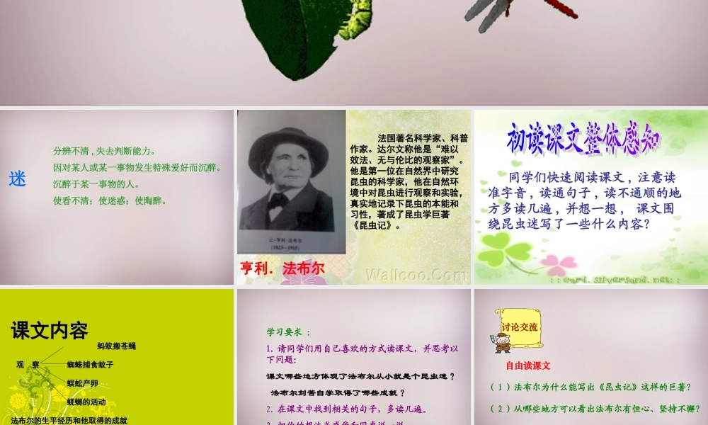 六年级语文上册《昆虫迷》课件5 语文A版-语文A版小学六年级上册语文课件