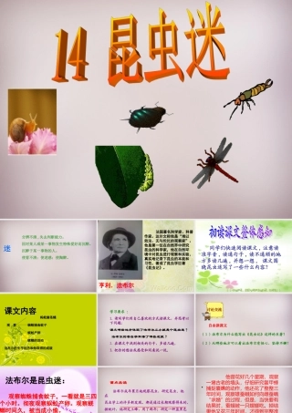 六年级语文上册《昆虫迷》课件5 语文A版-语文A版小学六年级上册语文课件