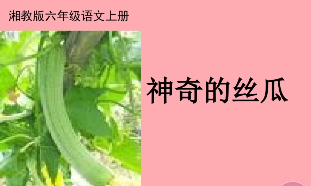 六年级语文上册 第四单元 神奇的丝瓜课件3 湘教版-湘教版小学六年级上册语文课件