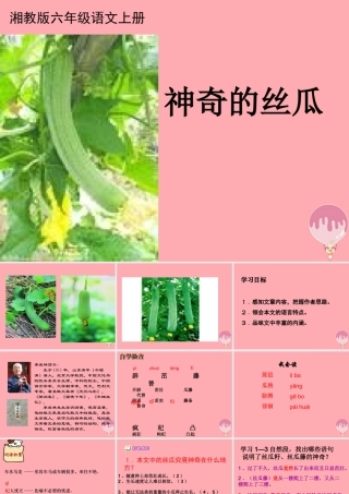 六年级语文上册 第四单元 神奇的丝瓜课件3 湘教版-湘教版小学六年级上册语文课件