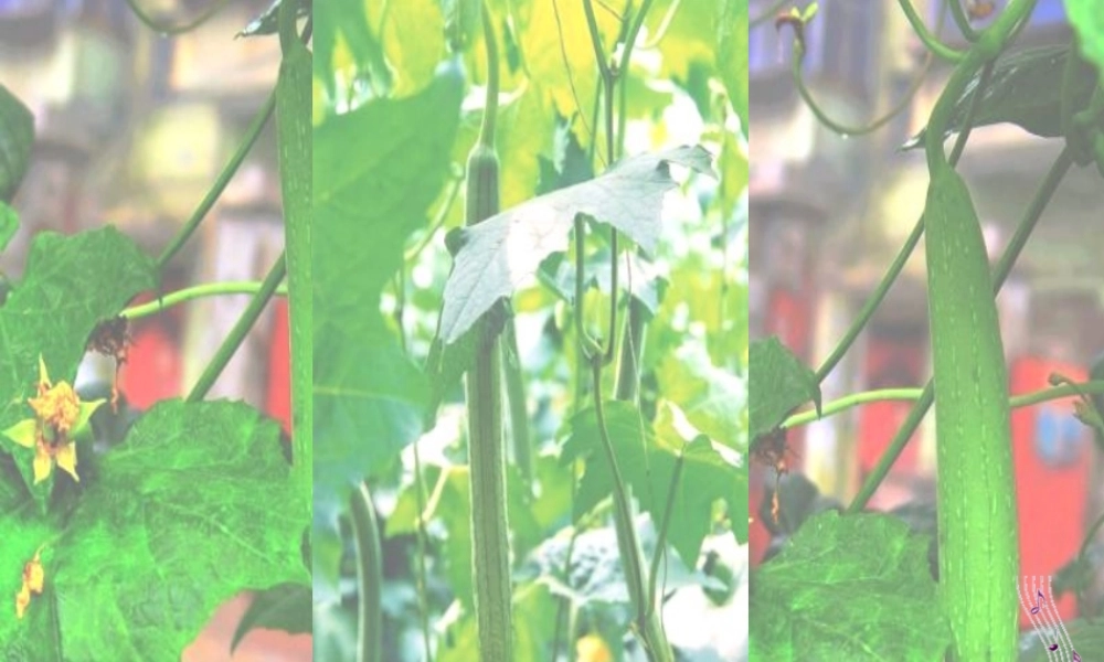 六年级语文上册 第四单元 神奇的丝瓜课件4 湘教版-湘教版小学六年级上册语文课件