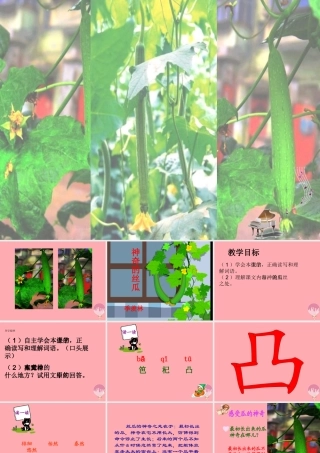 六年级语文上册 第四单元 神奇的丝瓜课件4 湘教版-湘教版小学六年级上册语文课件