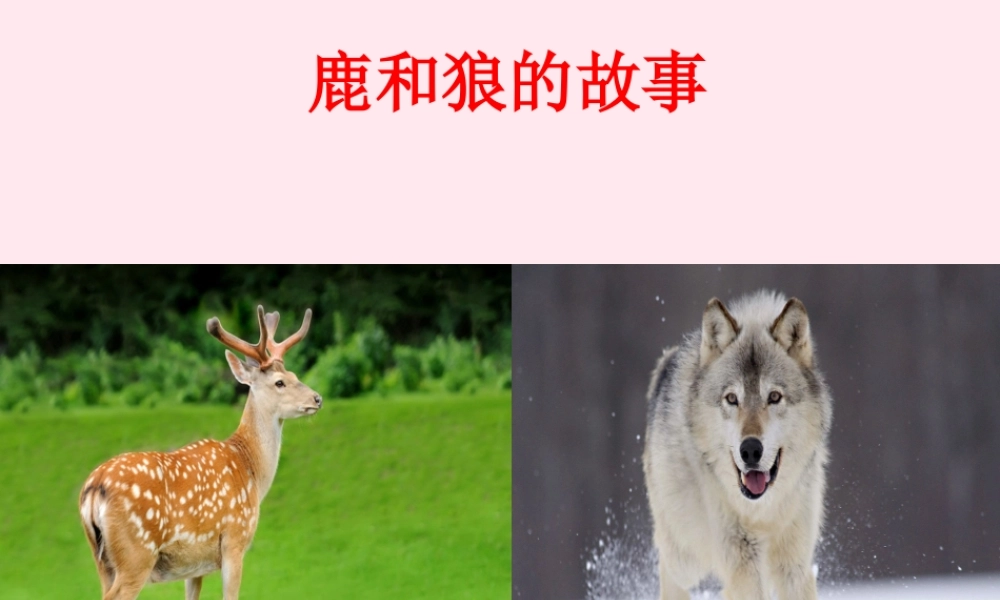 六年级语文上册 第四组 14 鹿和狼的故事课件3 新人教版-新人教版小学六年级上册语文课件